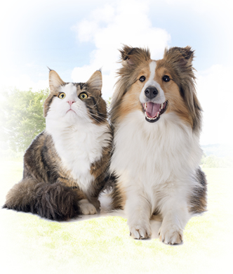 犬と猫の画像